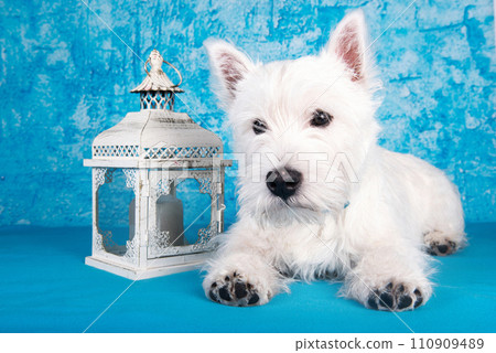 West Highland White Terrier dog puppy with lantern candlestick on blue background 110909489