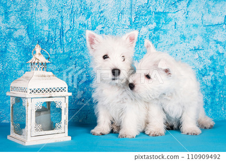 Two West Highland White Terrier dogs puppies with lantern candlestick on blue background 110909492