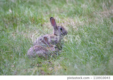 European rabbit (Oryctolagus cuniculus) in the Netherlands European rabbit (Oryctolagus cuniculus) in the Netherlands 110910043