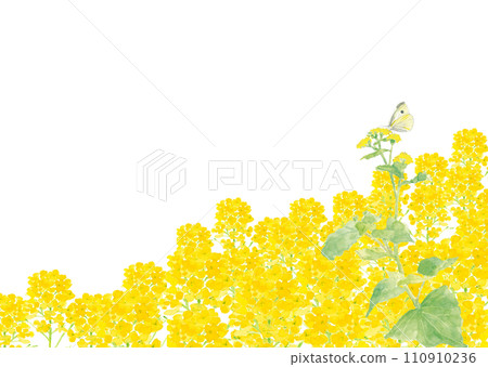 油菜花和蝴蝶的背景插圖,水彩畫,白色背景,有複製空間 油菜花和蝴蝶的背景插圖,水彩畫,白色背景,有複製空間 110910236