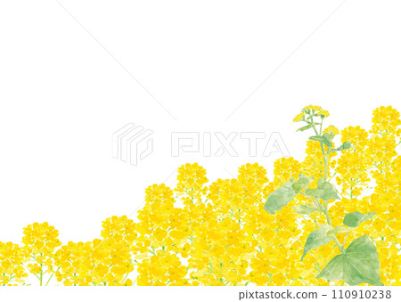 Hand-drawn background illustration of rape blossoms and butterflies painted in watercolor, white background, with copy space 110910238
