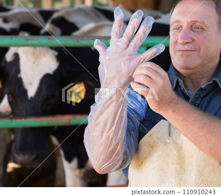 Farmer prepares for artificial insemination of cows Farmer prepares for artificial insemination of cows 110910243