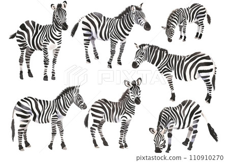 Set of charming zebra in different poses, watercolor Set of charming zebra in different poses, watercolor 110910270