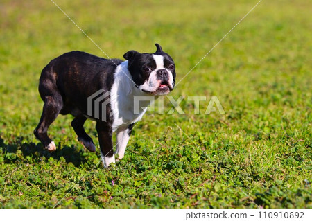 Mighty, a Boston terrier, looks cute while dashing through the fields ♡ Mighty, a Boston terrier, looks cute while dashing through the fields ♡ 110910892