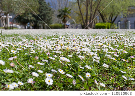 camomile meadow background camomile meadow background 110910968