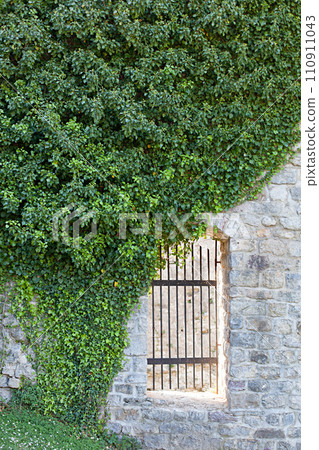 Background of stone wall and ivy 110911043