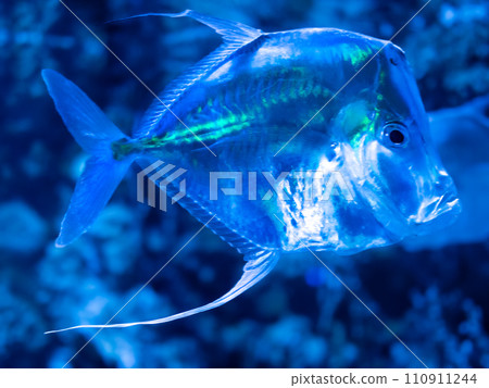 The lookdown or Selene vomer is a species of game fish. Shiny reflective mirror fish inside tank with water. Underwater life in aquarium. The lookdown or Selene vomer is a species of game fish. Shiny reflective mirror fish inside tank with water. Underwater life in aquarium. 110911244