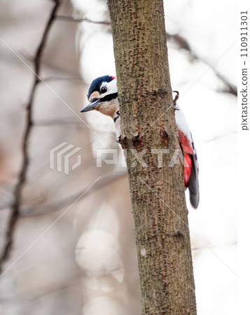 Great spotted woodpecker, Dendrocopos major, knocks on the bark of a tree, extracting edable insects. Bird in winter forest. Great spotted woodpecker, Dendrocopos major, knocks on the bark of a tree, extracting edable insects. Bird in winter forest. 110911301