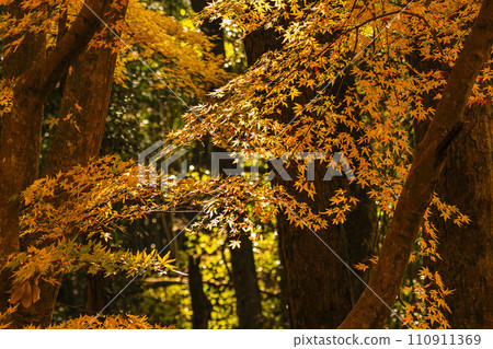 autumn leaves trees in forest autumn leaves trees in forest 110911369