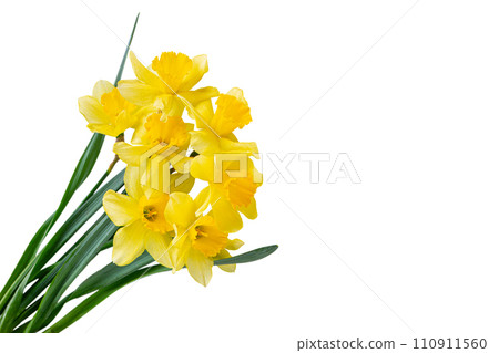 Beautiful bouquet of yellow daffodils or narcissus isolated on white background. 110911560