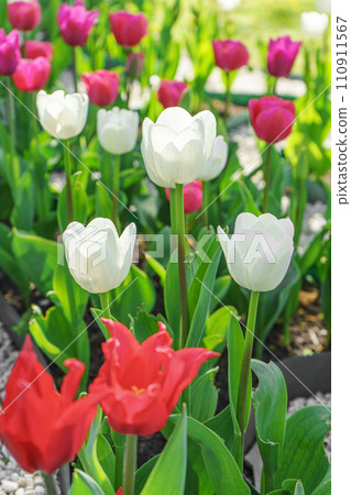 Red, white and pink tulips flowers with green leaves blooming in a meadow, park, flowerbed Red, white and pink tulips flowers with green leaves blooming in a meadow, park, flowerbed 110911567
