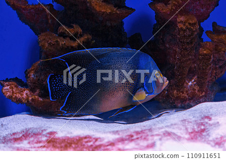 Underwater shot of fish Pomacanthus semicirculatus Underwater shot of fish Pomacanthus semicirculatus 110911651