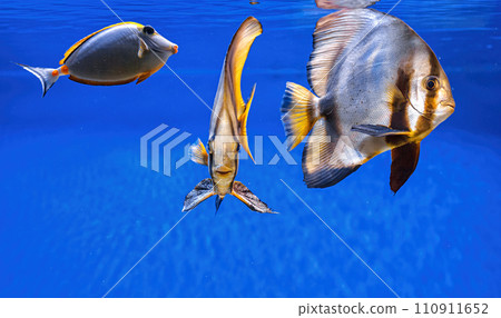 Underwater shot of fish Platax orbicularis 110911652