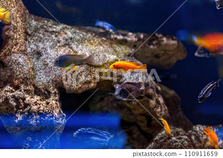 Underwater shot of fish Cichlidae 110911659
