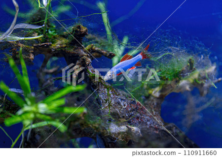 Underwater shot of a fish labeo frenatus glofish 110911660