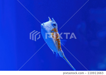 Underwater shot of fish Lactoria cornuta Underwater shot of fish Lactoria cornuta 110911663
