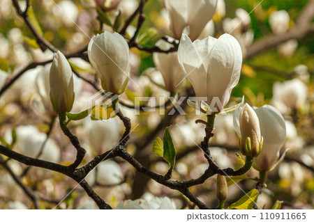 beautiful magnolia bloom against the blue sky beautiful magnolia bloom against the blue sky 110911665