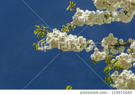 sakura blossom, sakura branches against the blue sky close-up sakura blossom, sakura branches against the blue sky close-up 110911680