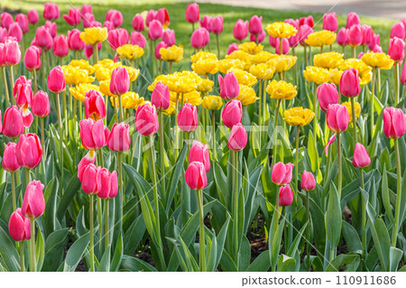 tulip bloom, beautiful field of tulips 110911686