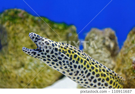 Underwater shot of Gymnothorax favagineus fish 110911687