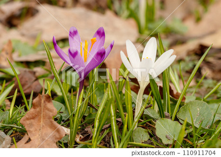 Purple beautiful blooming crocuses in spring against the background of grass Purple beautiful blooming crocuses in spring against the background of grass 110911704