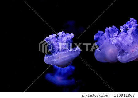 underwater shooting of beautiful Cotylorhiza tuberculata underwater shooting of beautiful Cotylorhiza tuberculata 110911808