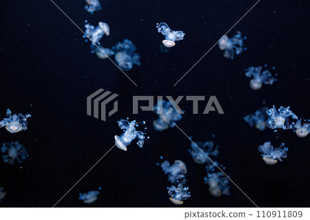 underwater shot of a beautiful Australian Spotted Jellyfish 110911809