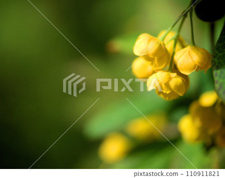 Cute Hebinoboraz flower that bloomed in April Cute Hebinoboraz flower that bloomed in April 110911821