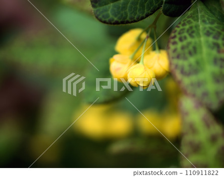 Cute Hebinoboraz flower that bloomed in April Cute Hebinoboraz flower that bloomed in April 110911822