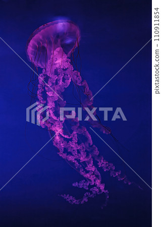 macro shooting under water chrysaora plocamia jellyfish macro shooting under water chrysaora plocamia jellyfish 110911854