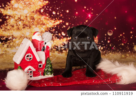Black Staffordshire Bull Terrier dog or AmStaff puppy on red background 110911919