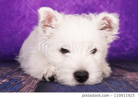 West Highland White Terrier puppy on a purple background in studio West Highland White Terrier puppy on a purple background in studio 110911925