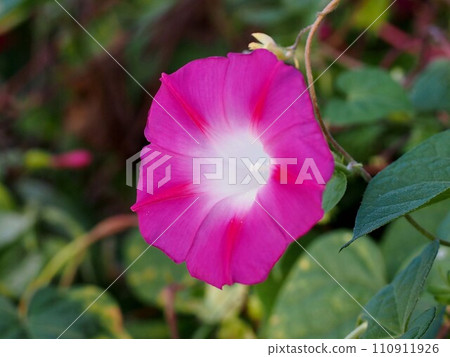 樹蔭下盛開的紅色牽牛花（錦葵牽牛花） 110911926