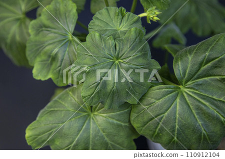 White varietal geranium on a black background, macro photo 110912104