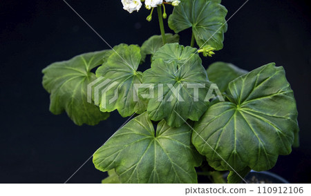 White varietal geranium on a black background, macro photo White varietal geranium on a black background, macro photo 110912106