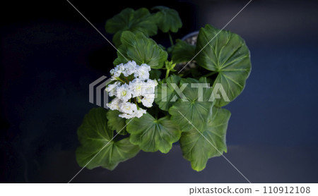 White varietal geranium on a black background, macro photo White varietal geranium on a black background, macro photo 110912108