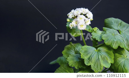 White varietal geranium on a black background, macro photo White varietal geranium on a black background, macro photo 110912115
