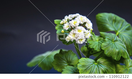 White varietal geranium on a black background, macro photo White varietal geranium on a black background, macro photo 110912122