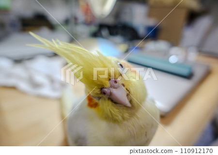 玄鳳 玄鳳 110912170