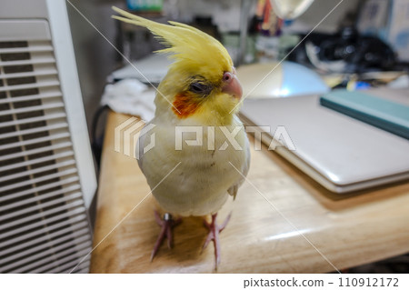 玄鳳 玄鳳 110912172