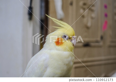 玄鳳 玄鳳 110912173