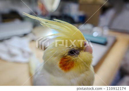 玄鳳 玄鳳 110912174