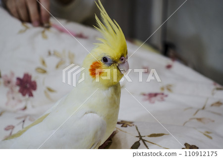 玄鳳 玄鳳 110912175
