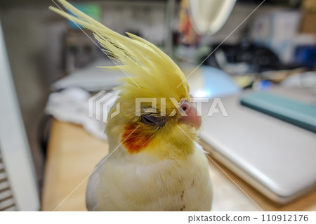 玄鳳 玄鳳 110912176