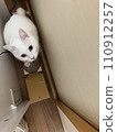 A cat playing with a scratcher stuck in a gap in the furniture 110912257