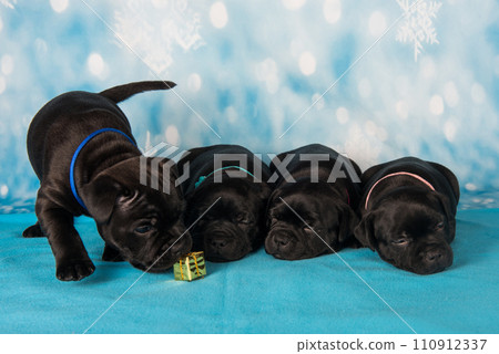 American Staffordshire Bull Terrier dogs puppies on blue background 110912337