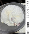 A white cat taking a nap in his favorite hammog 110912483