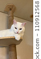 cat looking at heights 110912568