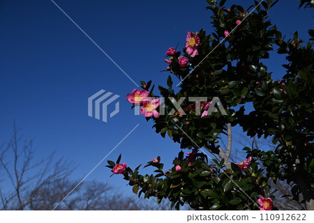 茶梅花、山茶花隨花落，只是茶梅花一朵一朵地落。 110912622