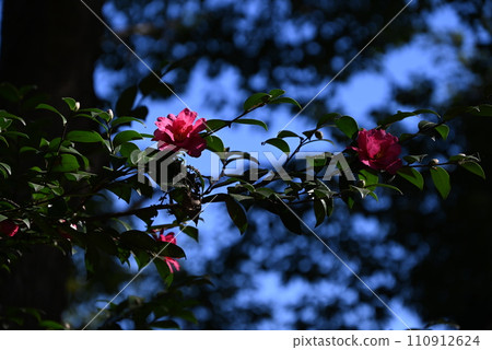茶梅花、山茶花隨花落，只是茶梅花一朵一朵地落。 110912624